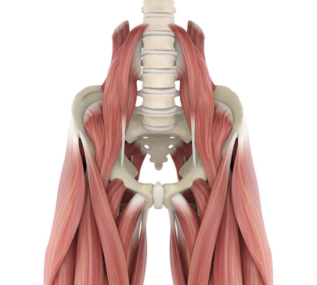 Psoas Muscles Anatomy