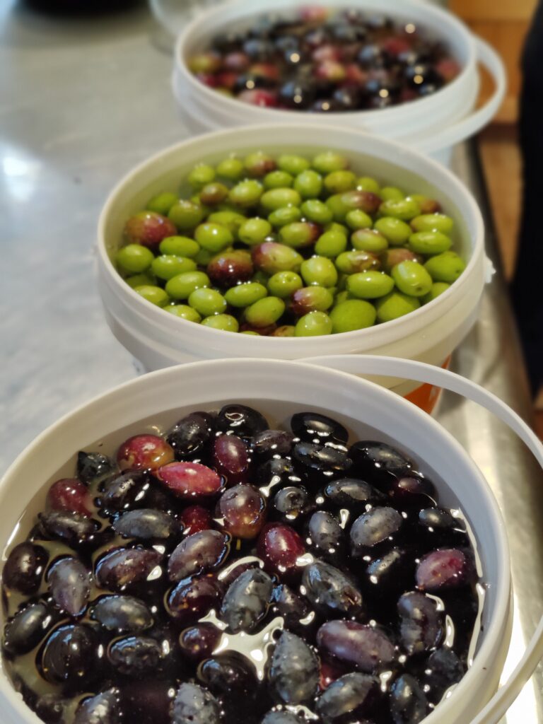 Olives in 3 buckets all in their brine